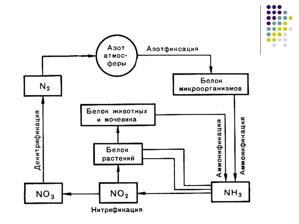 Круговорот азота в природе рисунок