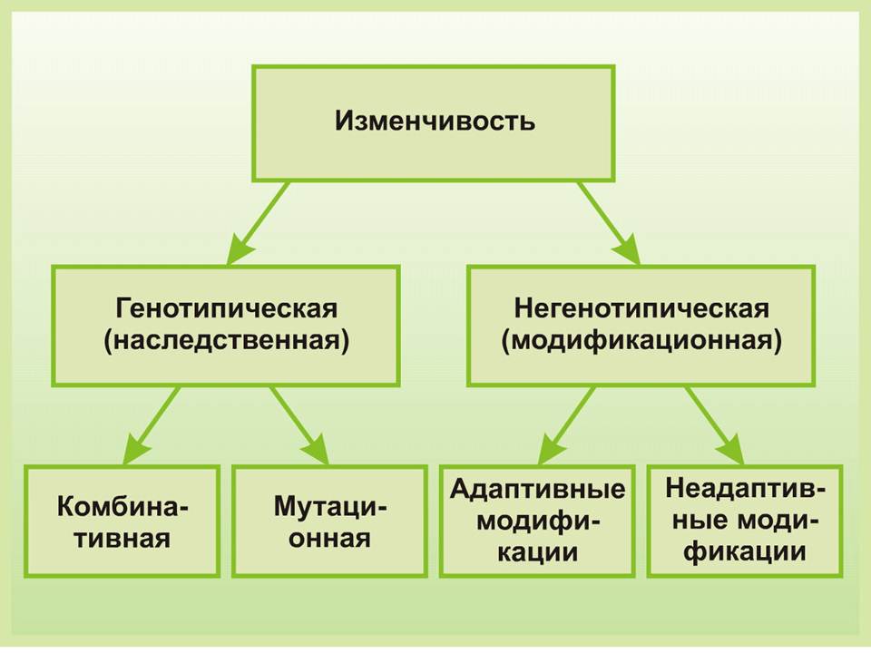 Наследственная изменчивость человека проект