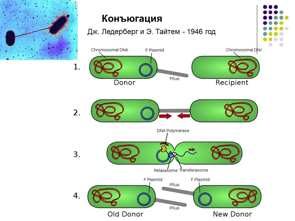 Конъюгация бактерий схема