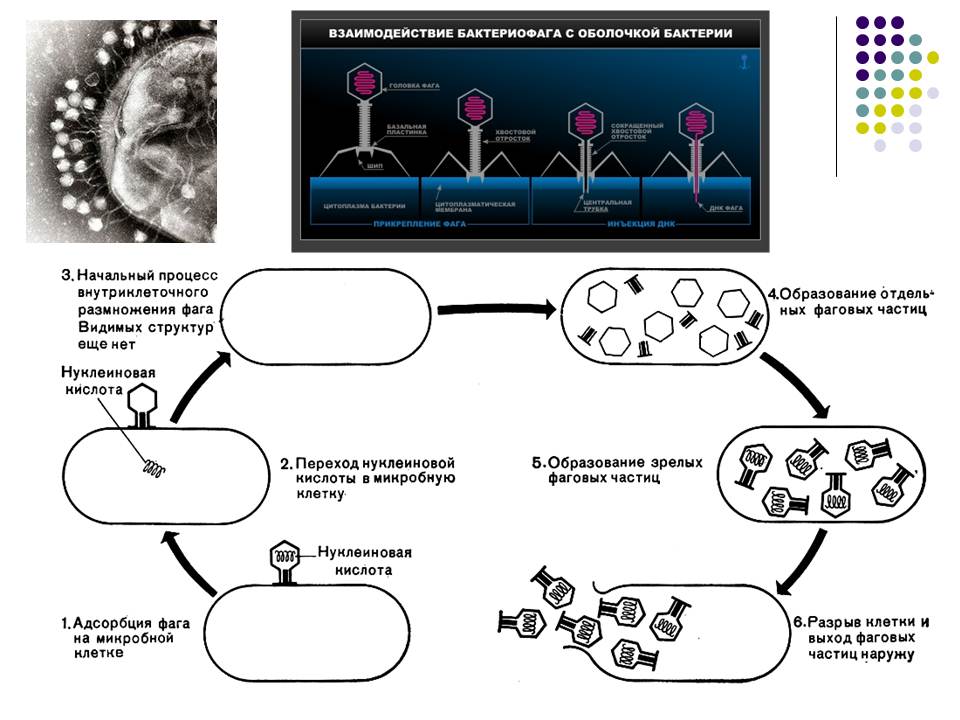 Жизненный цикл бактериофага схема
