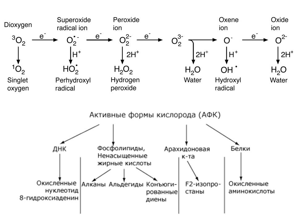 Схема образования активных форм кислорода