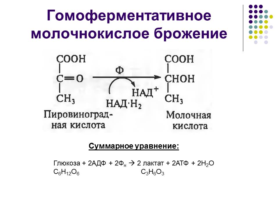 Молочнокислое гомоферментативное брожение схема