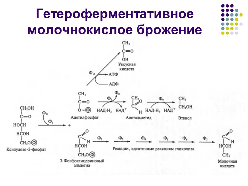 Молочнокислое гомоферментативное брожение схема