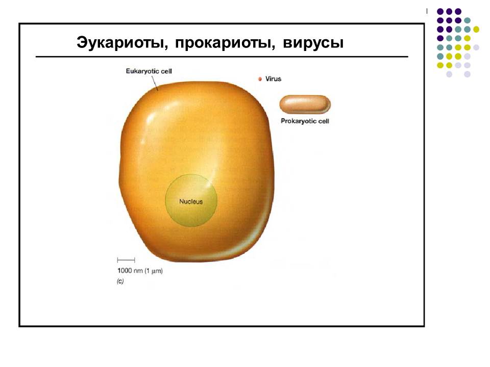 Эукариоты факты. Вирусы эукариоты.