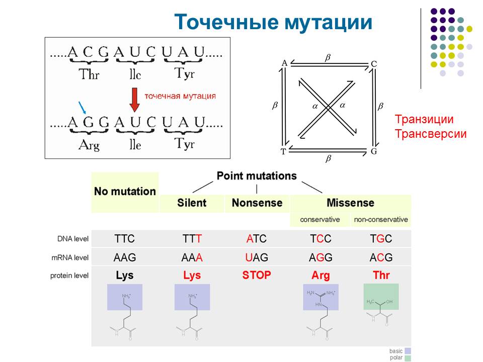 Знаки и мутации. Генные точковые мутации. Точечные мутации примеры.