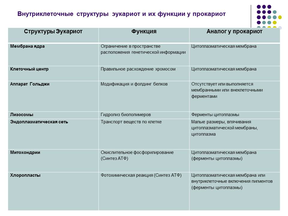 На какие группы делятся эукариоты