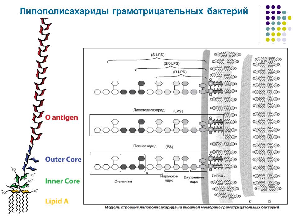 Липополисахарид. Структура липополисахарида грамотрицательных бактерий. Структура лпс грамотрицательных бактерий.. Липополисахариды строение.