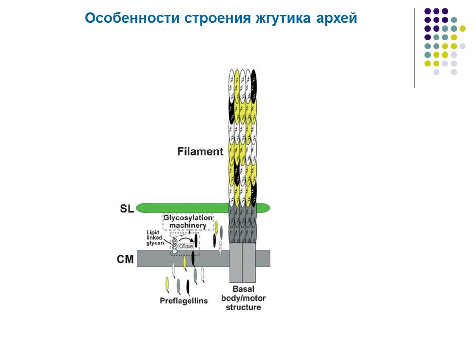 Строение архей. Строение жгутика. Археи строение. Строение жгутика микробиология. Структура археи.